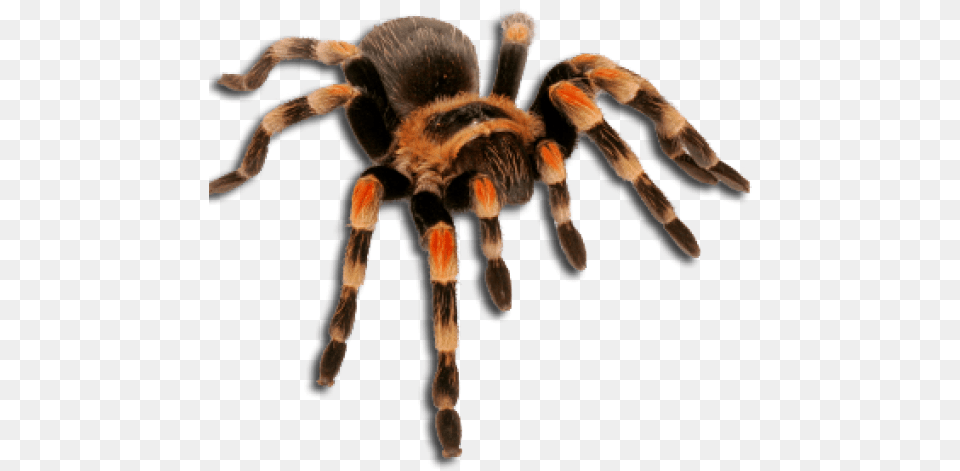 Tarantula Spider, Animal, Invertebrate, Insect Png