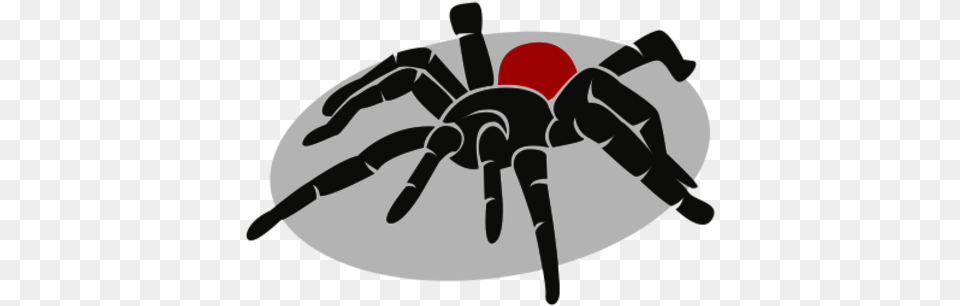 Tarantula Spider, Animal, Invertebrate, Insect Free Transparent Png