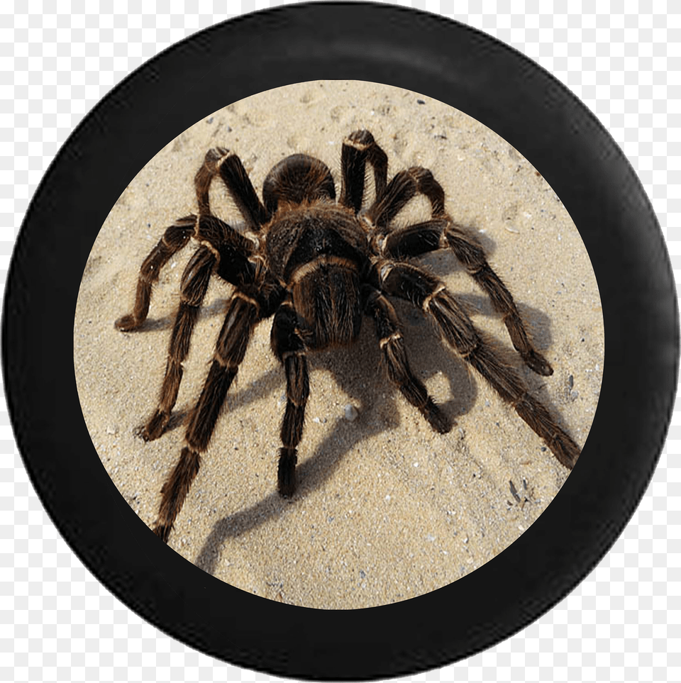 Tarantula Spider On Desert Sand Jeep Camper Spare Tire, Electronics, Hardware, Hook Free Png