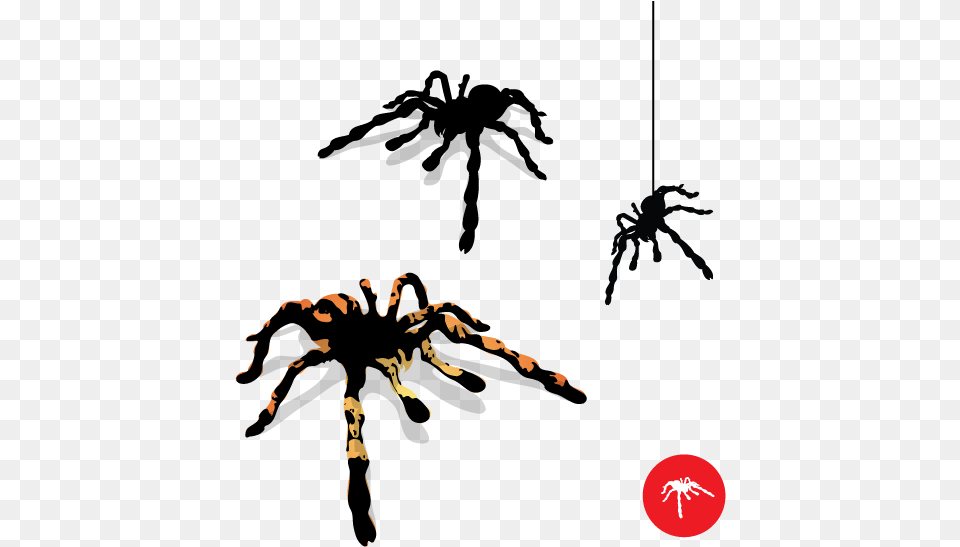 Tarantula Spider Vector Spider Vector, Animal, Invertebrate, Electronics, Hardware Png Image