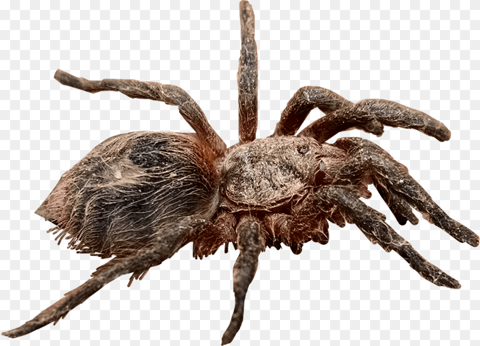 Tarantula Spider Wolf Spider, Animal, Invertebrate, Insect Png