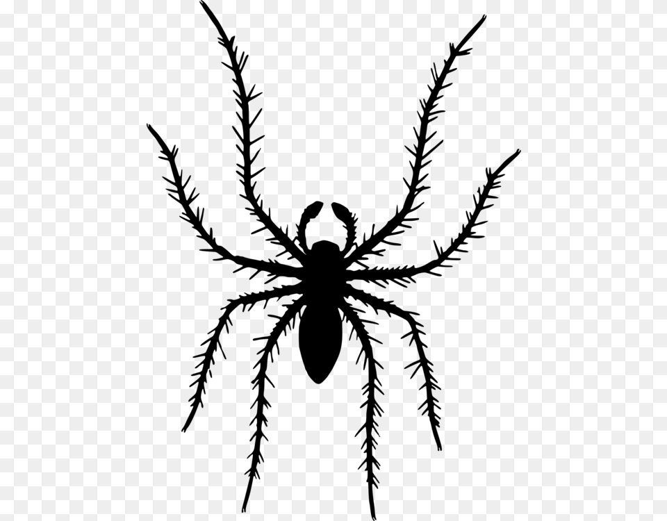 Tarantulaaraneusspider Illustration, Gray Png