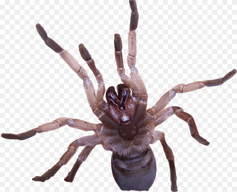 Tarantulas Are Insects, Animal, Invertebrate, Spider, Insect Free Png