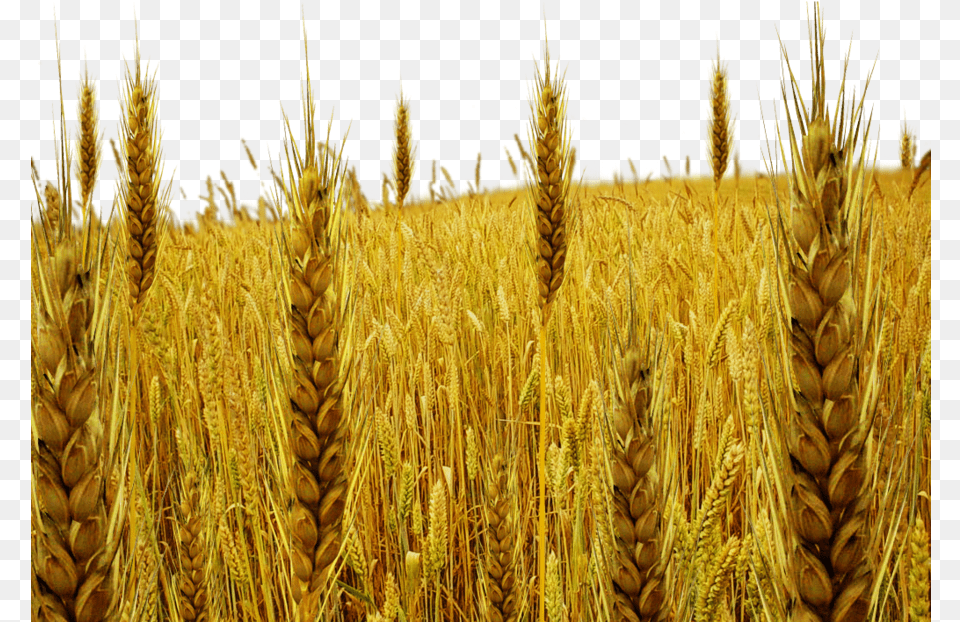 Tare By Dbszabo Download Wheat And Tares, Plant, Produce, Food, Grain Png Image