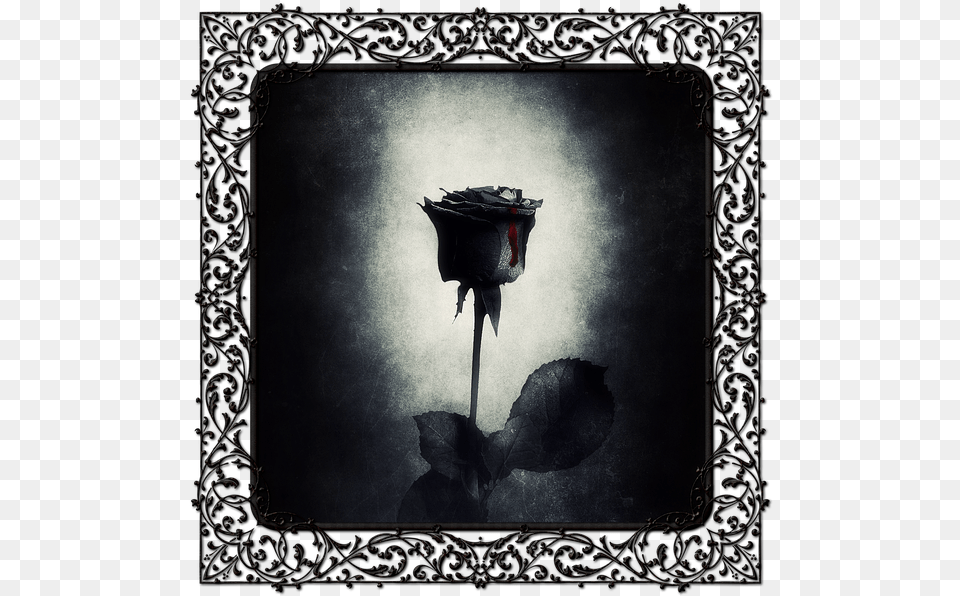 Tarjeta De San Valentn Gotic, Flower, Plant, Rose, Bud Free Png