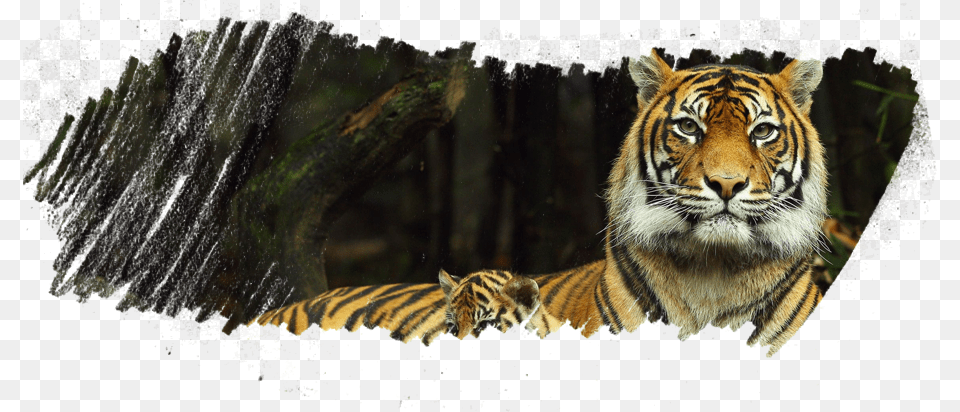 Taronga Zoo, Animal, Mammal, Tiger, Wildlife Free Png