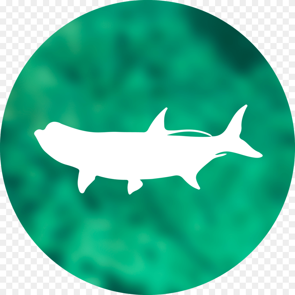 Tarpon Circle Shark, Animal, Fish, Sea Life Png Image