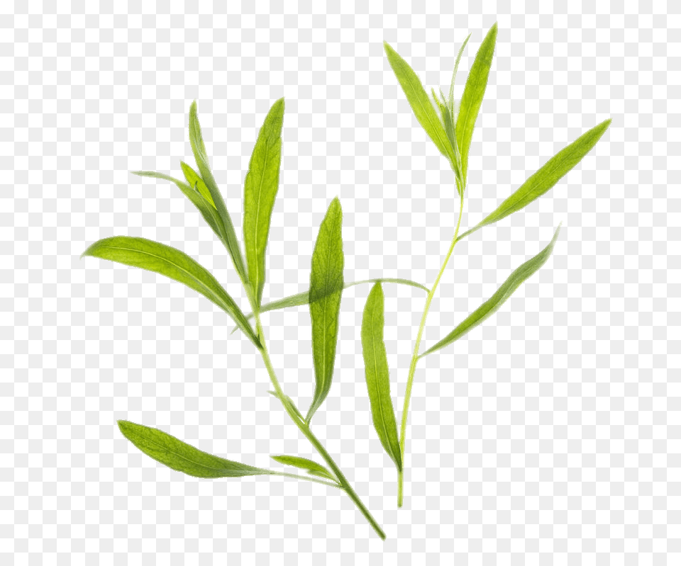 Tarragon, Grass, Herbal, Herbs, Leaf Png Image