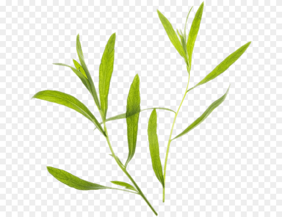 Tarragon, Herbal, Herbs, Leaf, Plant Free Png