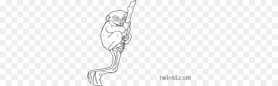 Tarsier Animal Indonesian Mammal Insect Eating Small Big Sketch, Smoke Pipe, Art Free Png Download