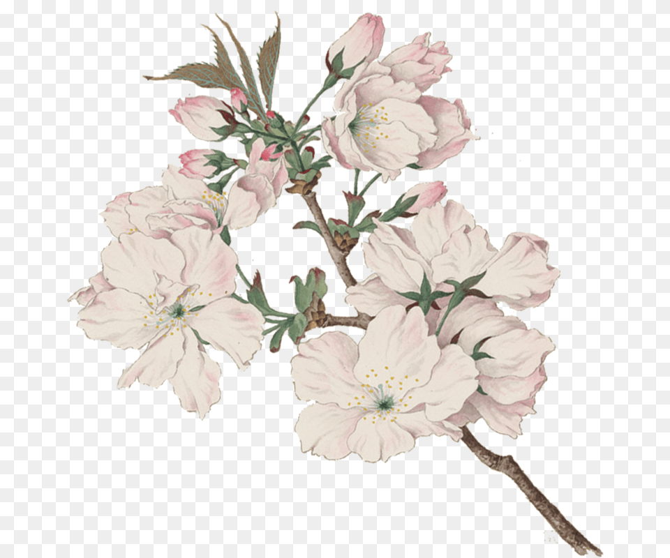 Tart Cherry Blossoms Ariake Daybreak Vintage Japanese Watercolor, Flower, Plant, Pattern, Art Png Image