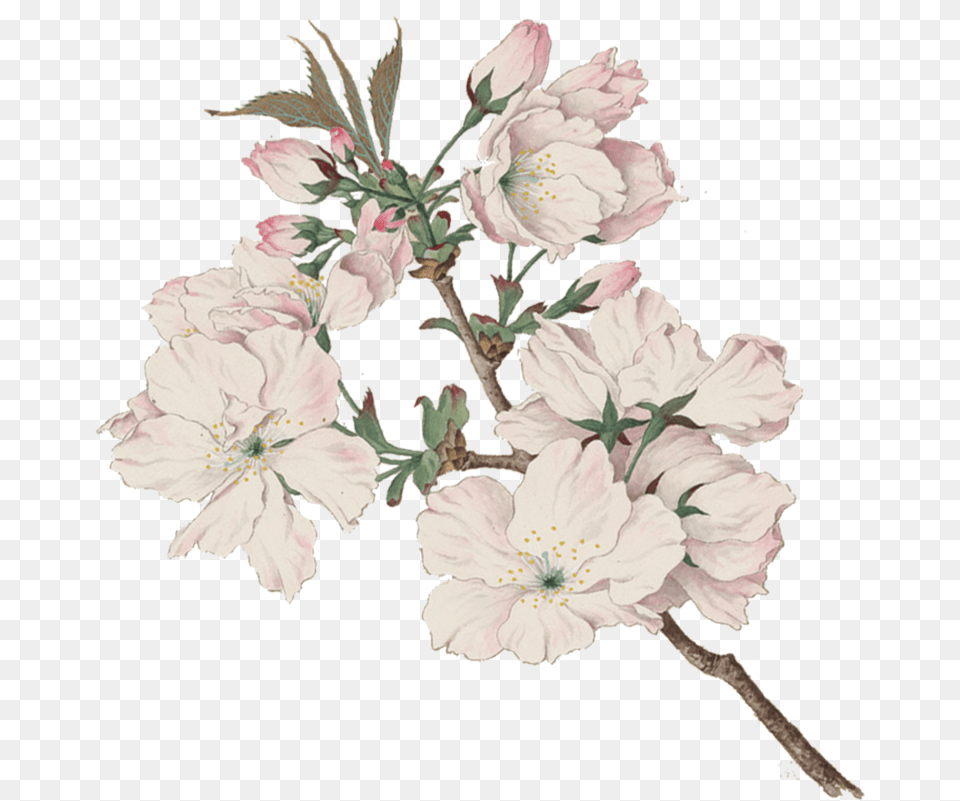Tart Cherryblossoms North Coast Brewing Co Cherry Blossom Japanese Watercolor, Flower, Plant, Rose, Petal Free Png