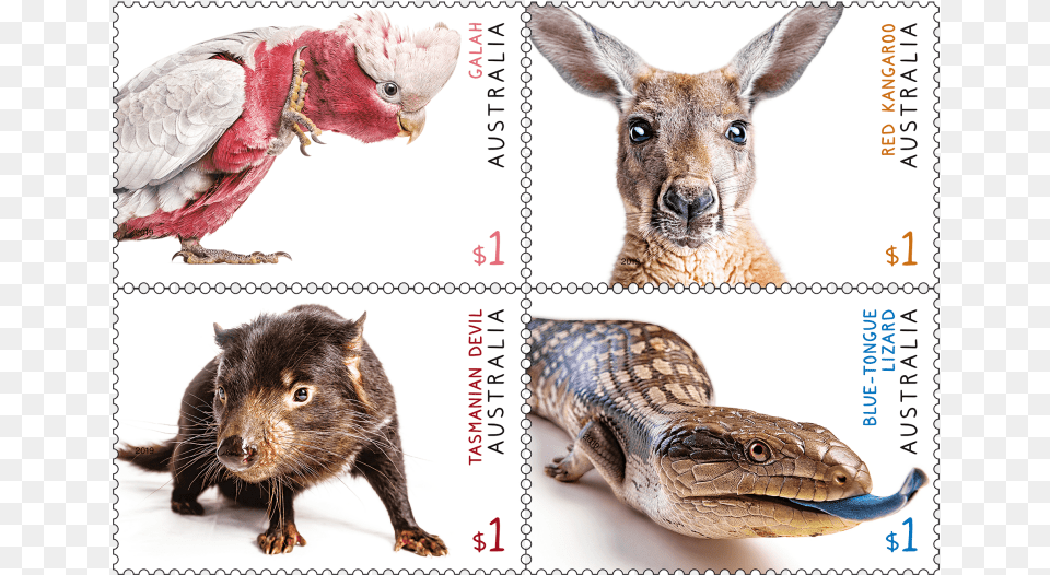 Tasmanian Devil, Animal, Bird, Kangaroo, Mammal Png