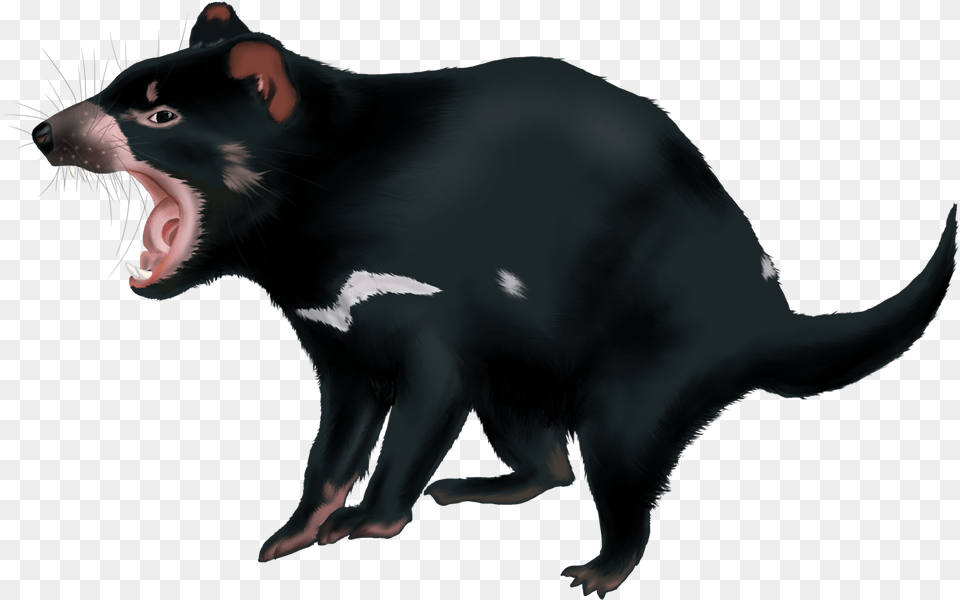 Tasmanian Devil, Animal, Mammal, Bear, Wildlife Free Transparent Png