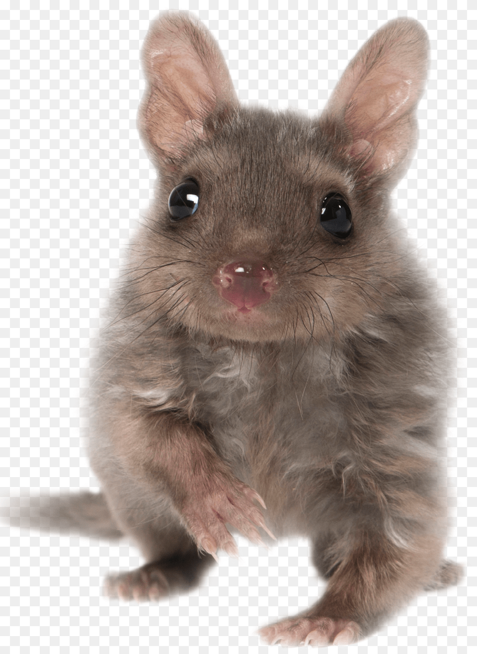 Tasmanian Devil, Animal, Mammal, Rat, Rodent Free Png