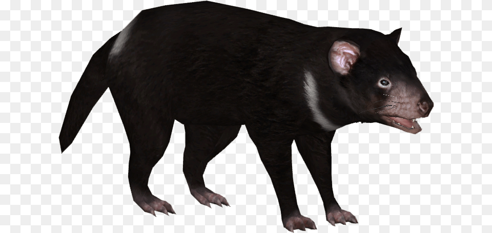 Tasmanian Devil 6 Tasmanian Devil No Background, Animal, Mammal, Pig Free Png