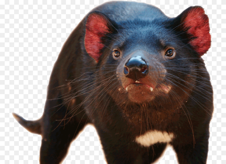 Tasmanian Devil, Animal, Mammal, Rat, Rodent Free Png Download
