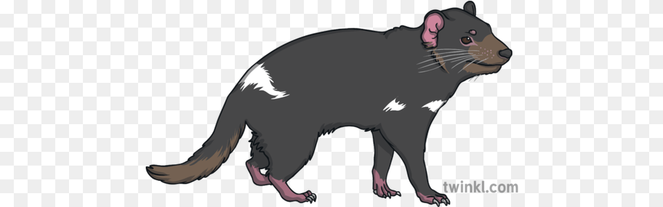 Tasmanian Devil Australia Wild Open Eyes Animal Ks1 Tasmanian Devil, Mammal, Fish, Sea Life, Shark Png Image