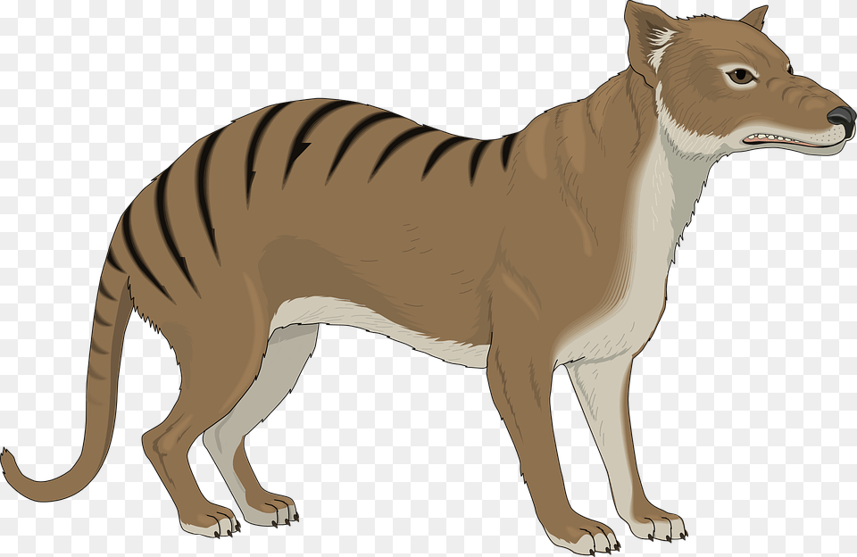 Tasmanian Tiger Tasmanian Tiger Clipart, Animal, Canine, Dog, Mammal Png