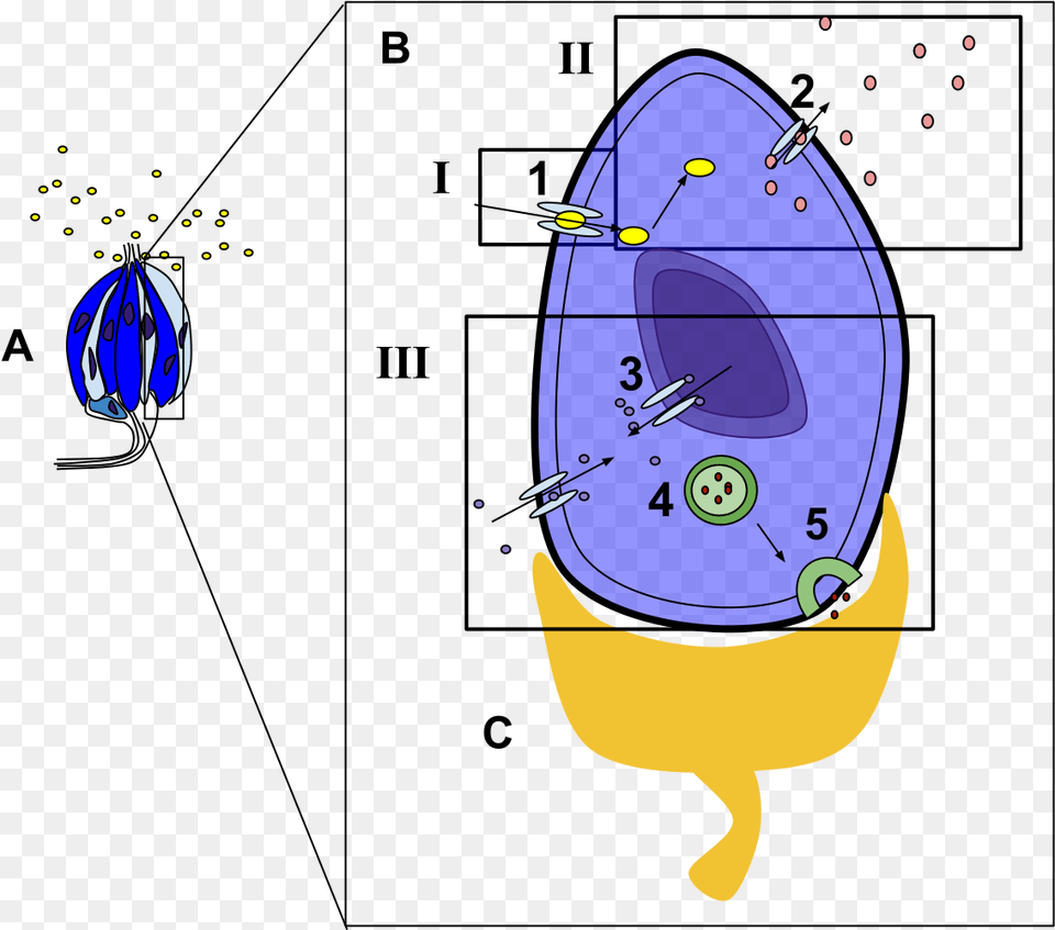 Taste Receptor Cell Diagram, Outdoors, Art Free Transparent Png