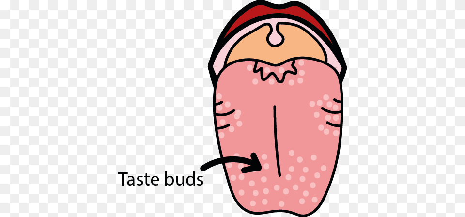 Taste Texture And Temperature, Body Part, Mouth, Person, Tongue Free Png Download