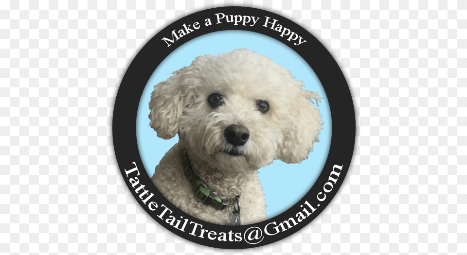 Tattle Tails Toy Poodle, Animal, Canine, Dog, Mammal Png Image