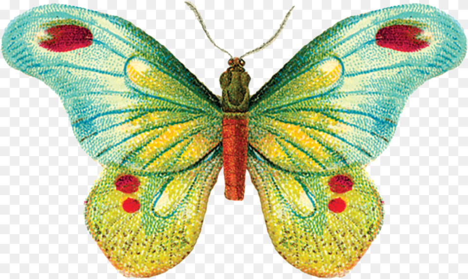 Tattly, Animal, Butterfly, Insect, Invertebrate Png
