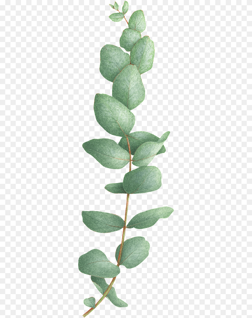 Tattly Eucalyptus Watercolor Tattoo On Dlk Eucalyptus Tattoo, Herbal, Herbs, Leaf, Plant Png Image