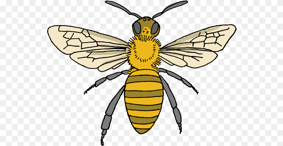 Tattly Honey Bee Tattoo Honeybee, Animal, Honey Bee, Insect, Invertebrate Free Transparent Png