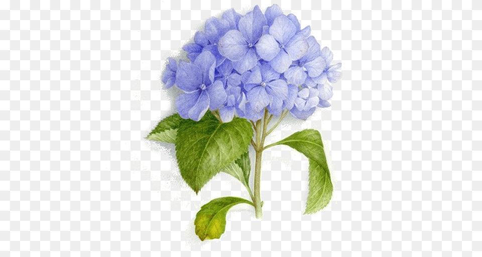 Tattoo Art Bouquet Painting Illustration Watercolor Blue Hydrangea Bouquet Painting Watercolor, Flower, Geranium, Plant, Anemone Png Image