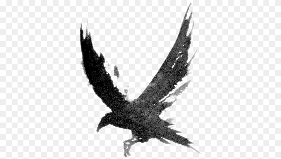 Tattoo Black Crow Tattoo, Animal, Bird, Flying, Vulture Free Png Download