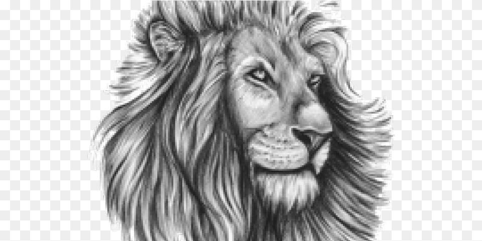 Tattoo Design Lion, Art, Animal, Drawing, Wildlife Free Png Download