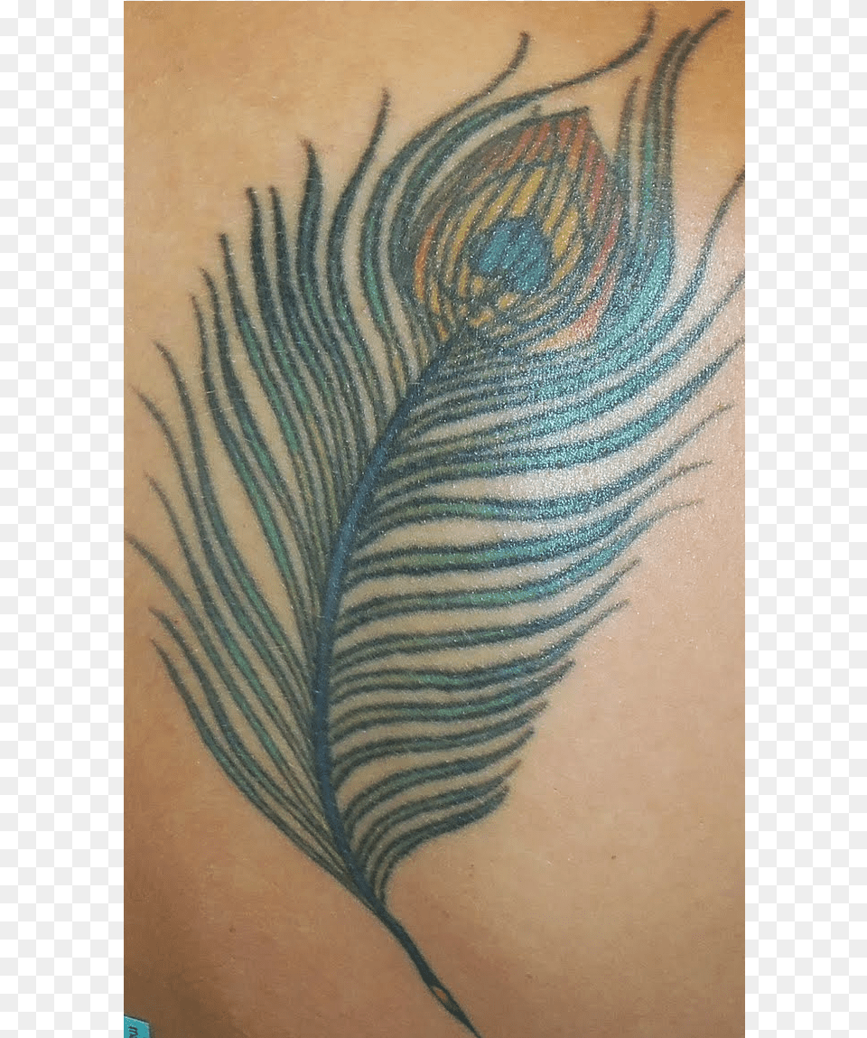 Tattoo Designs Peacock Feather Tattoo Designs, Person, Skin Png Image