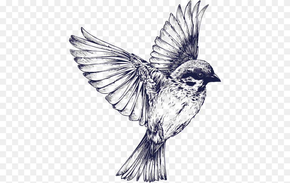 Tattoo Flight Sparrow Painted Drawing Vector Swallow Black And White Bird Tattoo, Animal, Blackbird Png
