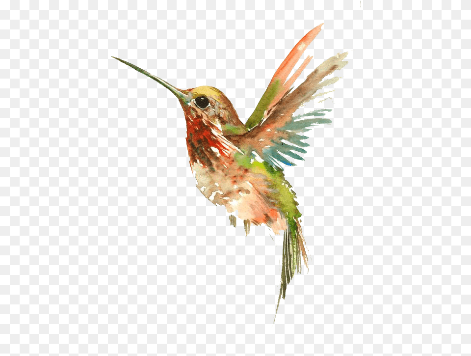 Tattoo Flying Watercolor Painting Bird Hummingbird Watercolor Tattoo Design, Animal Free Transparent Png