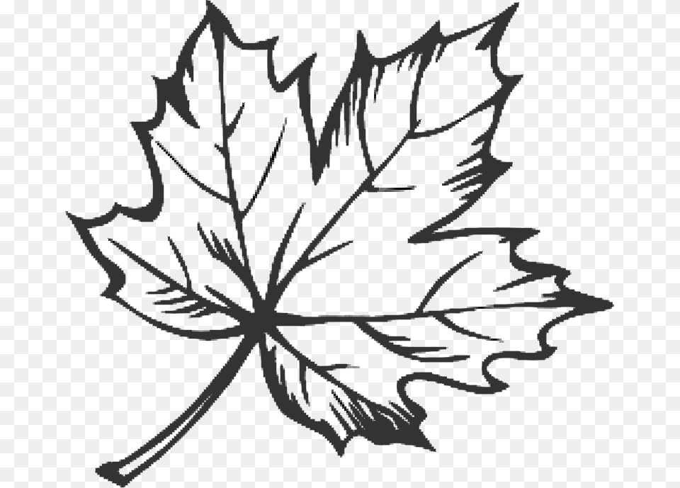 Tattoo Leaf Drawing Maple Sugar Hq Image Clipart Line Drawing Of Leaf, Plant, Maple Leaf, Tree Free Png