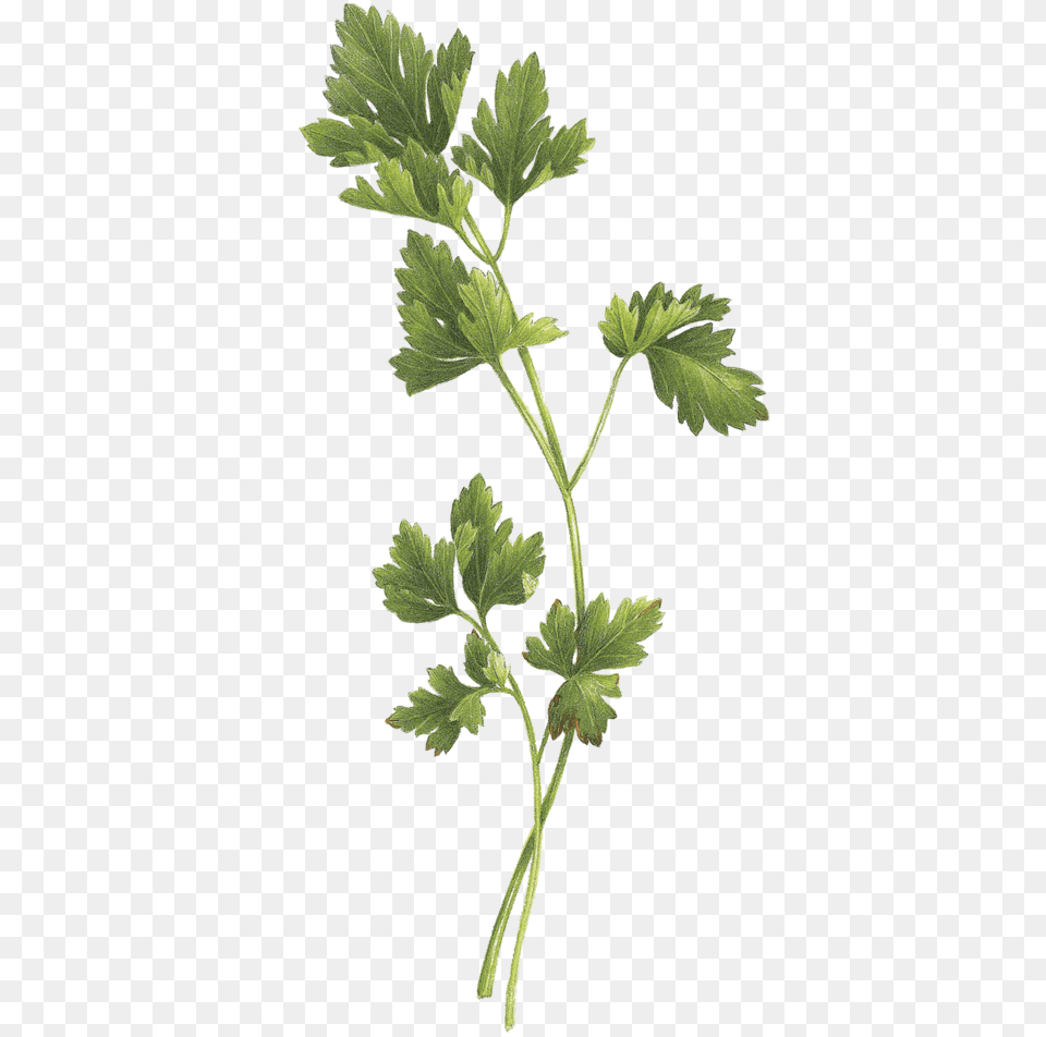 Tattoo Parsley Sage Rosemary And Thyme, Herbs, Plant Free Png Download