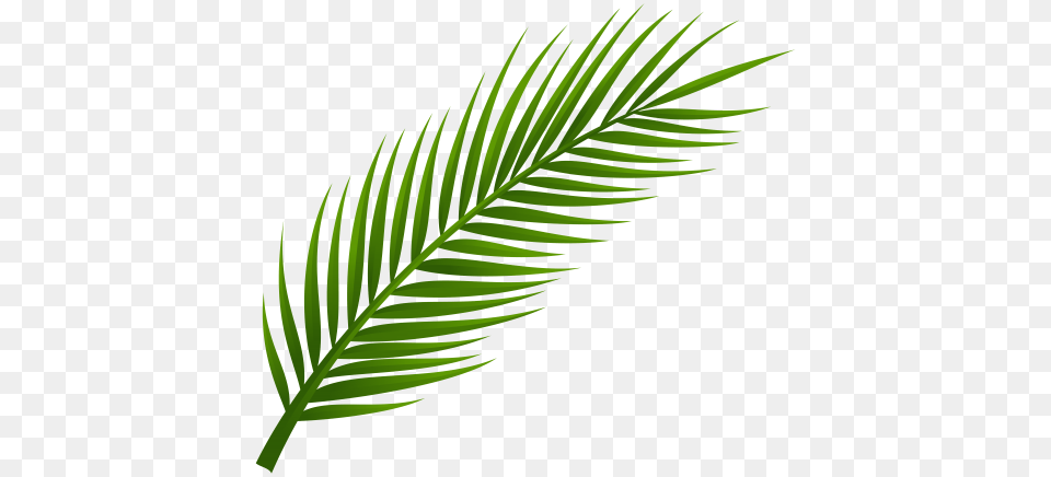 Tattoos Palm, Green, Leaf, Plant, Fern Free Png Download