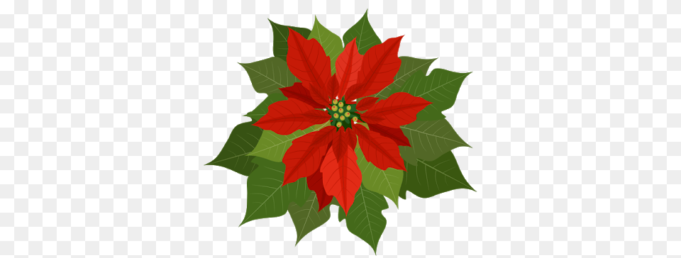 Tattys Thingies Christmas Greenery Poinsettias, Leaf, Plant, Flower, Tree Free Png Download