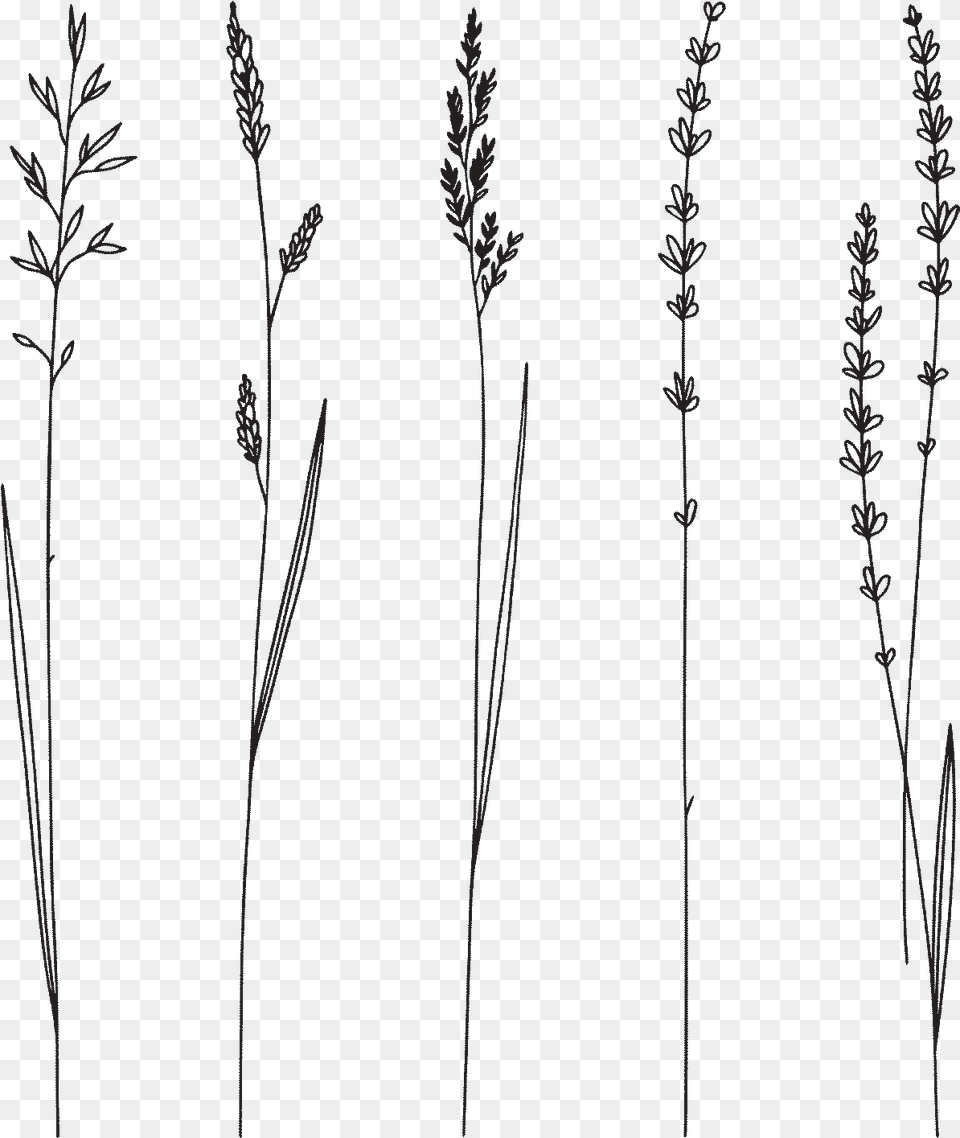 Tatu Vetochki, Grass, Plant, Flower, Reed Png