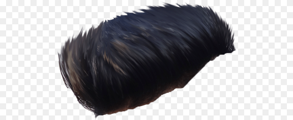 Taukeer Editz Hair, Person, Animal, Bird Free Png Download