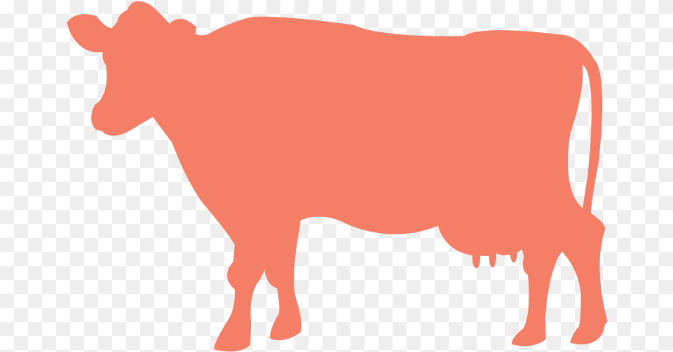 Taurine Cattle Silhouette Clip Art, Animal, Livestock, Mammal, Bull Free Png