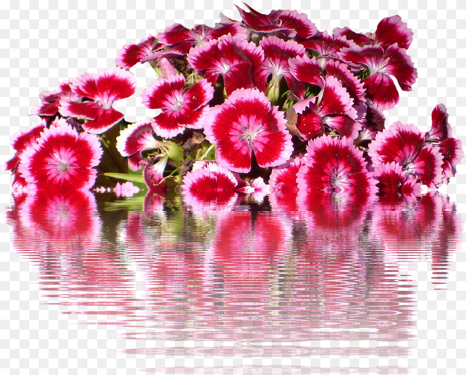Tausendschnflowersgraphicisolatedflower Free Sweet William Flower, Flower Arrangement, Flower Bouquet, Plant, Geranium Png Image