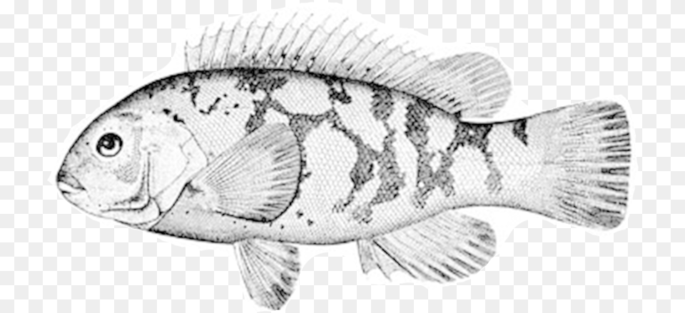 Tautog Outline, Animal, Fish, Sea Life, Perch Free Png