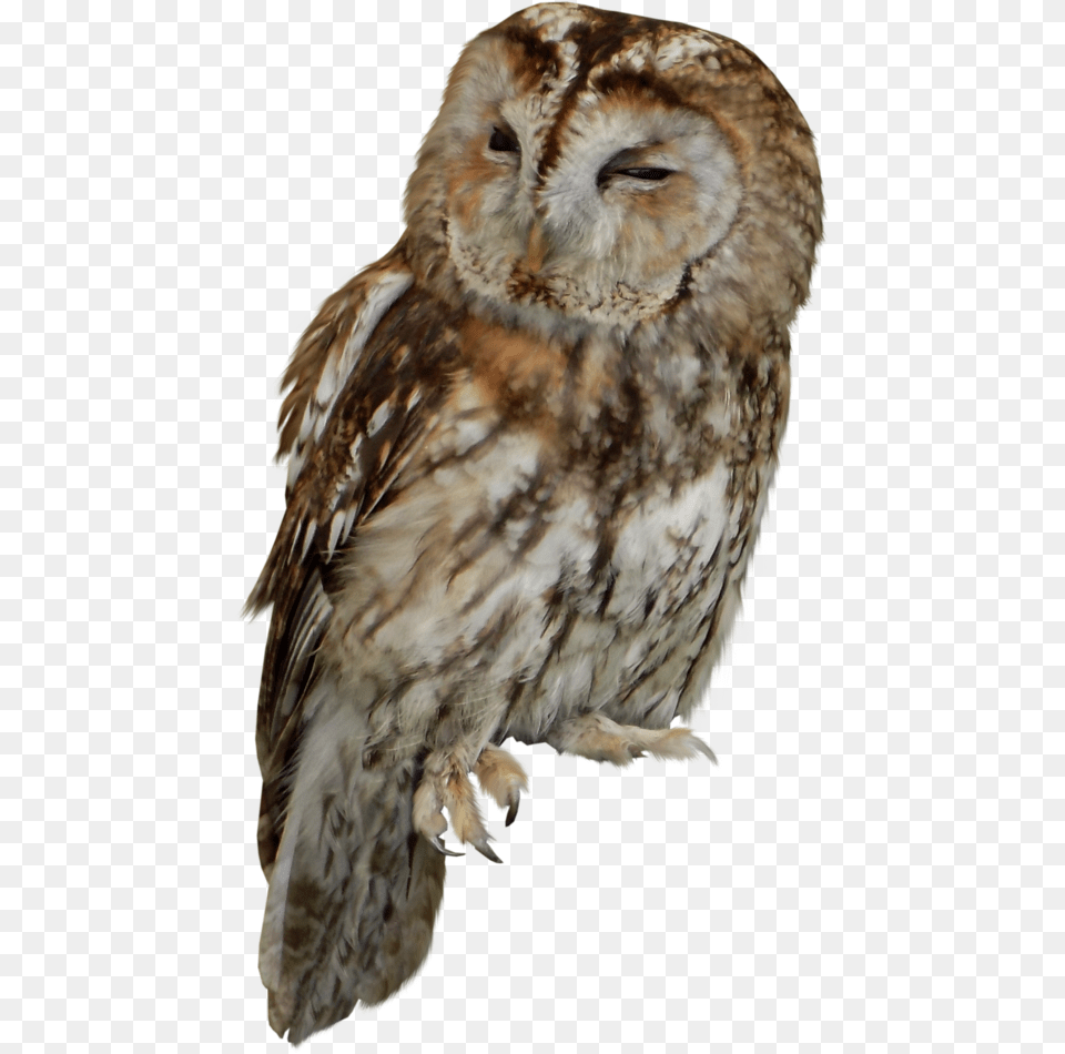 Tawny Owl Bird Of Prey Owl Tawny Owl, Animal Free Png Download