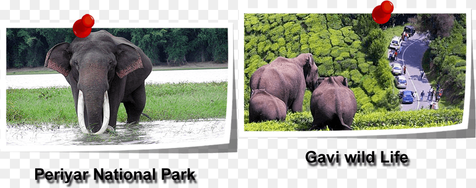Taxi Service In Tirupati African Elephant, Art, Collage, Animal, Mammal Png