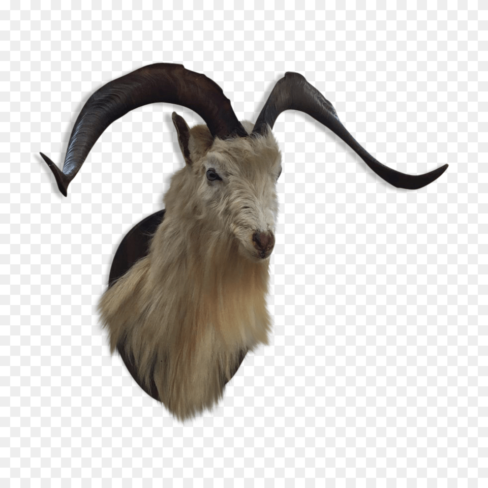 Taxidermy Head Of Goat, Livestock, Animal, Mammal, Antelope Free Png Download