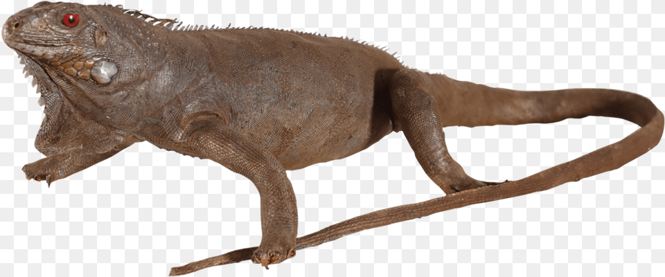 Taxidermy Iguana Chinese Warty Newt, Animal, Lizard, Reptile Free Png Download