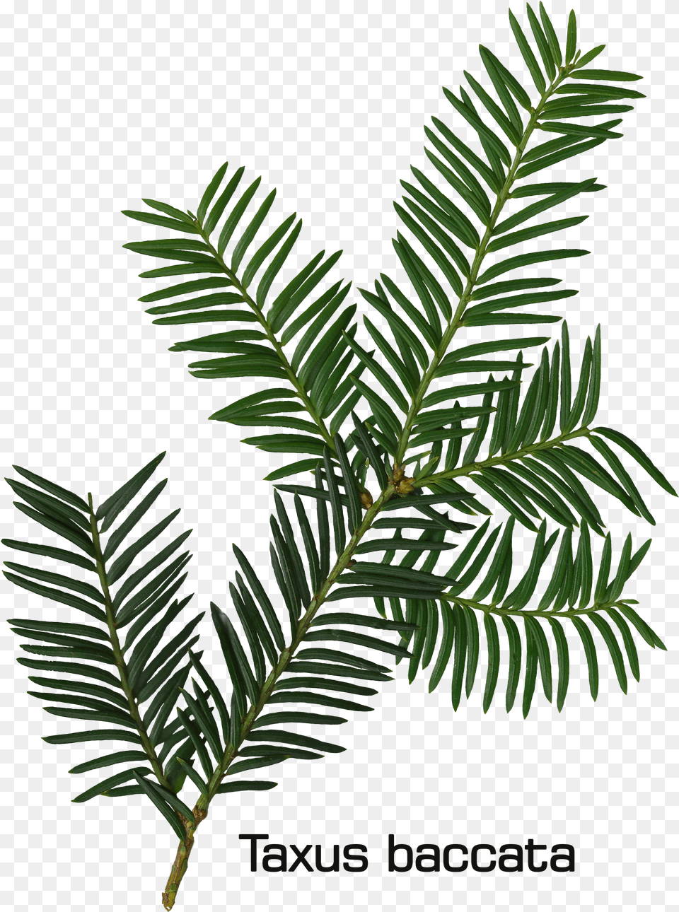 Taxus Baccata Twig Fir Leaf, Conifer, Plant, Tree, Yew Png