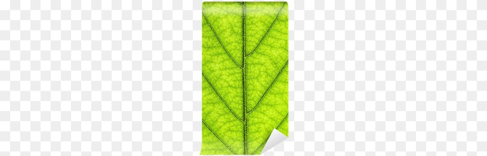 Taylorhe Vinyl Skins For Ipod Touch 5 Ultra Slim Protection, Leaf, Plant, Tree Free Png